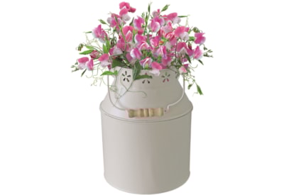 Bee Milkchurn Sweet Pea Bee Milkchurn Sweet Pea