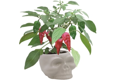 G Plants Dead Hot Chilli Kit G Plants Dead Hot Chilli Kit