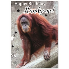 Simon Elvin Humour Card Asstd Simon Elvin Humour Card Asstd