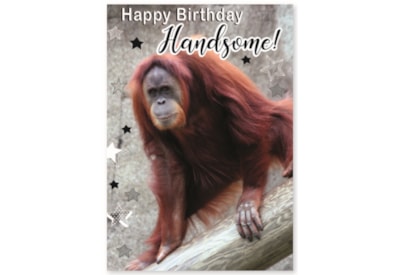 Simon Elvin Humour Card Asstd Simon Elvin Humour Card Asstd