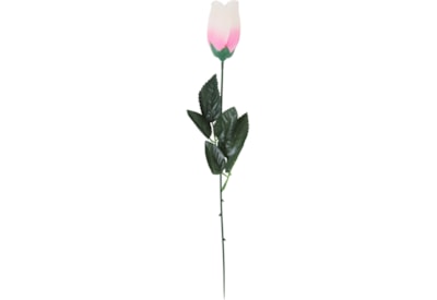 Pink Rose In Acetate Tube (33607-RC)