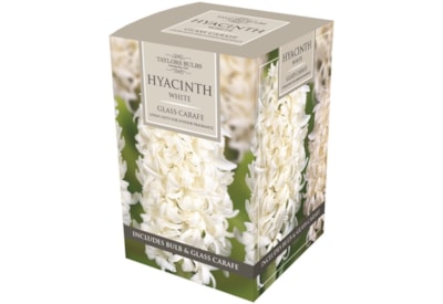 Taylors Hyacinth Glass Carafe Taylors Hyacinth Glass Carafe