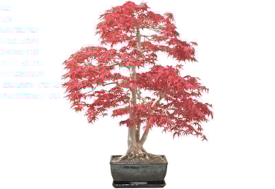 Bees Bonsai Growing Kit Sweet Gum Bees Bonsai Growing Kit Sweet Gum