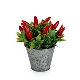 15Cm Chillies In Tin