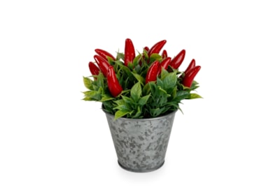 15Cm Chillies In Tin