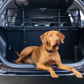 Sakura Dog Guard Black