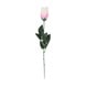 Pink Rose In Acetate Tube (33607-RC)