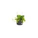 Elho B.for Swing Pot Anthracite 18cm Elho B.for Swing Pot Anthracite 18cm