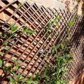 Smart Garden Xs Exp Willow Trellis 1.8x0.6m Smart Garden Xs Exp Willow Trellis 1.8x0.6m