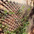 Smart Garden Xs Exp Willow Trellis 1.8x0.6m
