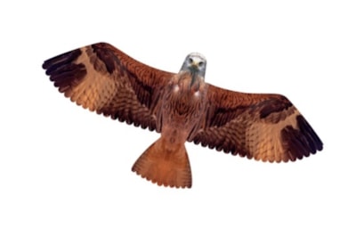 Brookite Red Kite Kite Brookite Red Kite Kite