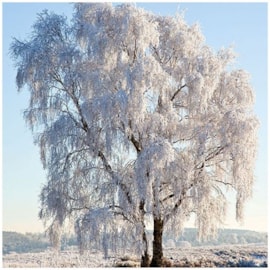 Ambiente Napkin Frozen Tree (33312130)