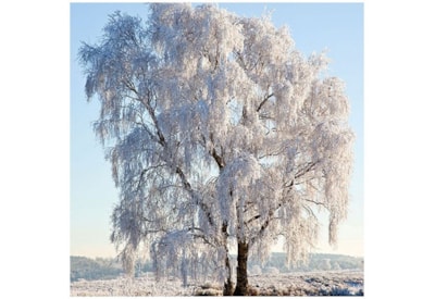 Ambiente Napkin Frozen Tree (33312130)