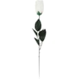 White Rose In Acetate Tube (33604-RC)