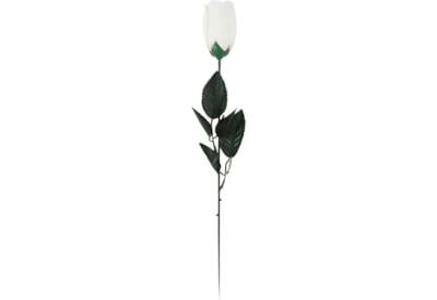 White Rose In Acetate Tube (33604-RC)
