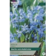 Taylors Scilla Siberica 50s Taylors Scilla Siberica 50s