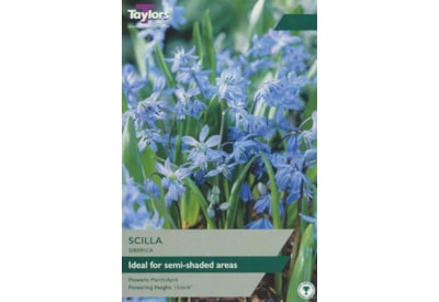 Taylors Scilla Siberica 50s Taylors Scilla Siberica 50s
