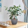 Smart Garden Faux Plant Japanese Laural