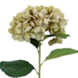 Gisela Graham Antique Green Giant Hydrangea Stem 83X23X23Cm Gisela Graham Antique Green Giant Hydrangea Stem 83X23X23Cm