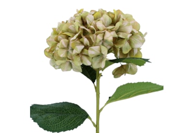 Gisela Graham Antique Green Giant Hydrangea Stem 83X23X23Cm Gisela Graham Antique Green Giant Hydrangea Stem 83X23X23Cm