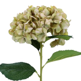 Gisela Graham Antique Green Giant Hydrangea Stem 83X23X23Cm