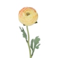 Gisela Graham Blush Yellow Ranunculus Stem 50cm Gisela Graham Blush Yellow Ranunculus Stem 50cm