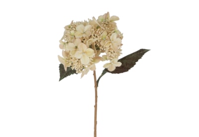 Gisela Graham Cream Lacecap Hydrangea Stem 52X26X20Cm Gisela Graham Cream Lacecap Hydrangea Stem 52X26X20Cm