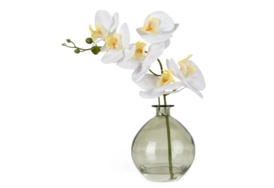 33Cm Orchid In Green Glass Vase 33Cm Orchid In Green Glass Vase