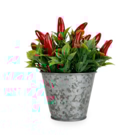 15Cm Chillies In Tin