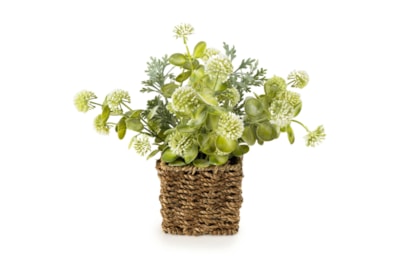 28Cm Jonquil In Cattail Basket Green 28Cm Jonquil In Cattail Basket Green