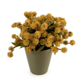 20Cm Allium Plant In Ceramic Pot - Yellow 20Cm Allium Plant In Ceramic Pot - Yellow