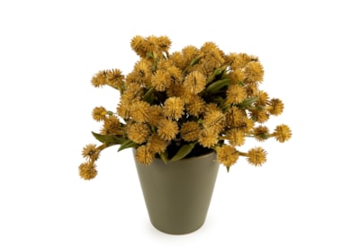20Cm Allium Plant In Ceramic Pot - Yellow 20Cm Allium Plant In Ceramic Pot - Yellow