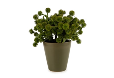 20Cm Allium Plant In Ceramic Pot - Green 20Cm Allium Plant In Ceramic Pot - Green