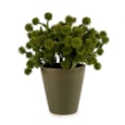 20Cm Allium Plant In Ceramic Pot - Green