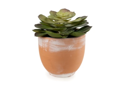 13Cm Echeveria Succulent In Ceramic Pot 13Cm Echeveria Succulent In Ceramic Pot