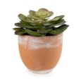 13Cm Echeveria Succulent In Ceramic Pot