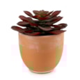 13Cm Echeveria Succulent In Ceramic Pot 13Cm Echeveria Succulent In Ceramic Pot