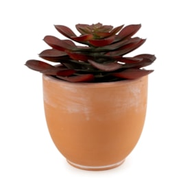 13Cm Echeveria Succulent In Ceramic Pot 13Cm Echeveria Succulent In Ceramic Pot
