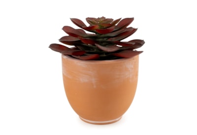13Cm Echeveria Succulent In Ceramic Pot 13Cm Echeveria Succulent In Ceramic Pot