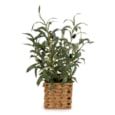 Olive Tree In Wicker Basket Olive Tree In Wicker Basket