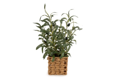 Olive Tree In Wicker Basket Olive Tree In Wicker Basket