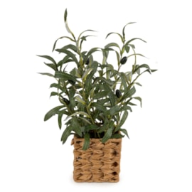 Olive Tree In Wicker Basket