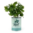 25Cm Mint Plant In Metal Pot 25Cm Mint Plant In Metal Pot
