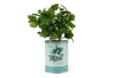 25Cm Mint Plant In Metal Pot 25Cm Mint Plant In Metal Pot