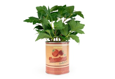 25Cm Tomato Plant In Metal Pot 25Cm Tomato Plant In Metal Pot