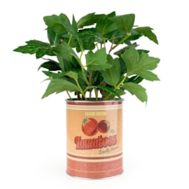 25Cm Tomato Plant In Metal Pot