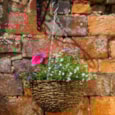 Smart Garden Country Hanging Basket 14" Smart Garden Country Hanging Basket 14"