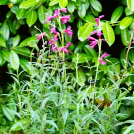 Gro-Stems 75 Cm 3-Pk Gro-Stems 75 Cm 3-Pk