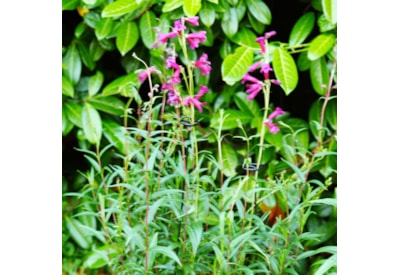 Gro-Stems 75 Cm 3-Pk Gro-Stems 75 Cm 3-Pk