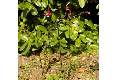 Smart Garden Gro Links 30cm 90cm Legs 4pk Smart Garden Gro Links 30cm 90cm Legs 4pk